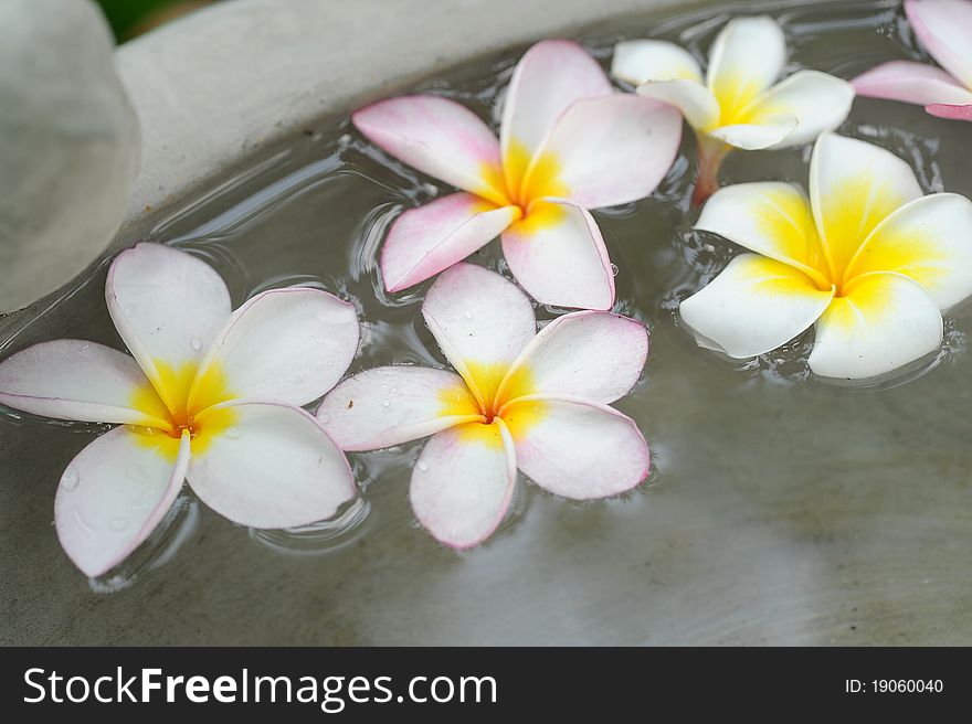 Beautiful flower spa in water