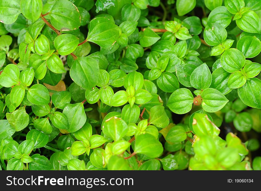 Green leaf pattern in morning day