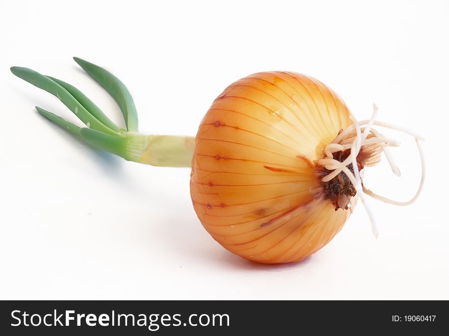 Onions with green sprouts on a white background