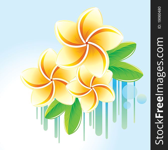 Floral background with frangipani.Image for design.