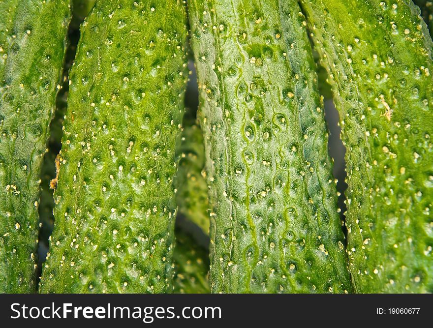 Background made from fresh cucumbers.