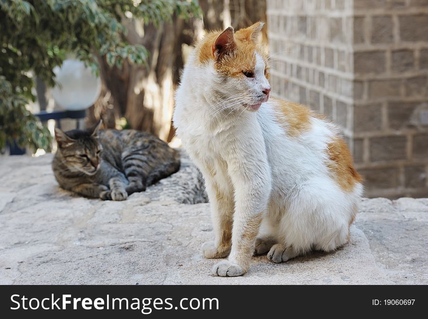 Two stray cats around the house in Jerusalem. Two stray cats around the house in Jerusalem