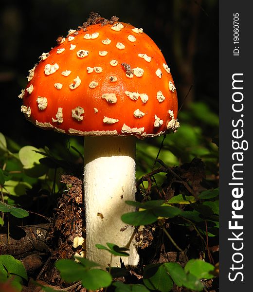 Beautiful mushroom amanita in the sunlight