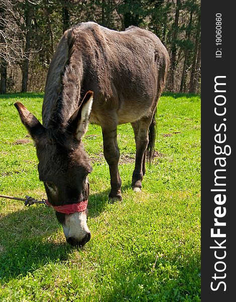 Donkey on pasture in spring time