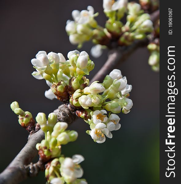 Branch with small white blossoms and a dark background. Branch with small white blossoms and a dark background