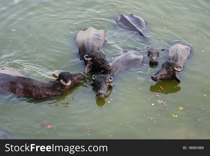 A herd of Indian buffaloes taking bath in the river Ganges to escape from summer heat. A herd of Indian buffaloes taking bath in the river Ganges to escape from summer heat