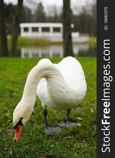 Swans on a pond in deserted city park in autumn. Swans on a pond in deserted city park in autumn