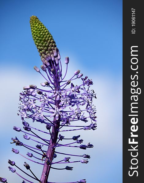 Hyacinth squill in bloom on blue sky background. Hyacinth squill in bloom on blue sky background.