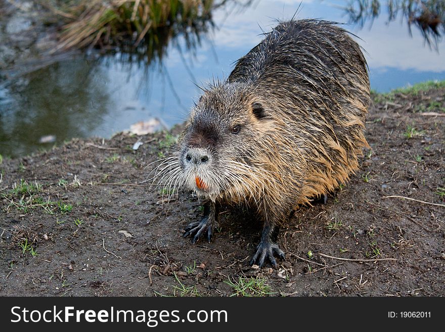 Nutria back from bathing in his pond