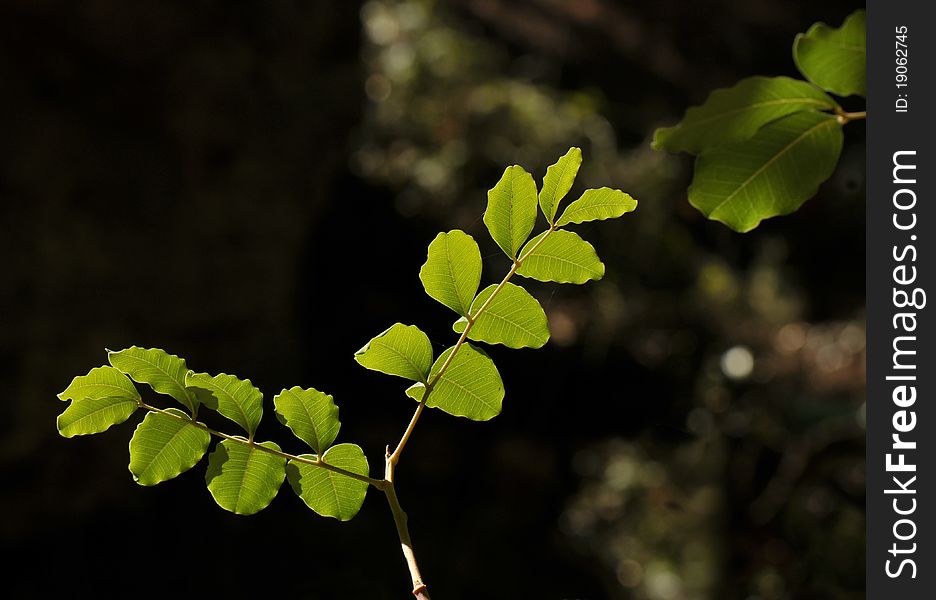 View of green illuminated branch on dark background. View of green illuminated branch on dark background.