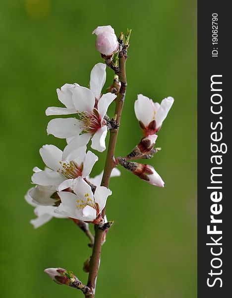 Close-up of blossoming almond branch on green background. Close-up of blossoming almond branch on green background