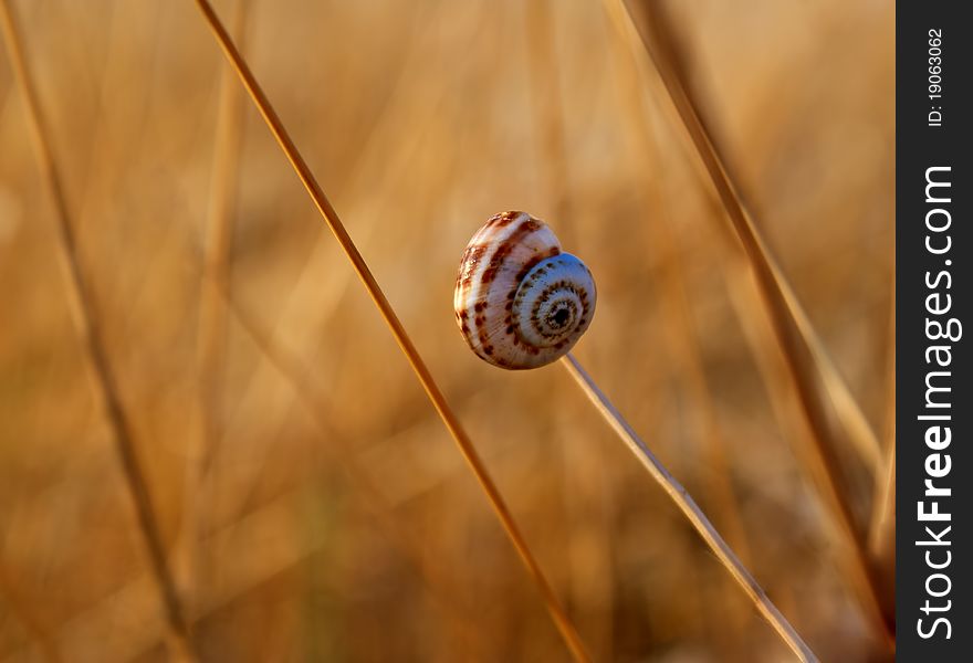 Snail on a dry grass with a spiral cockleshell