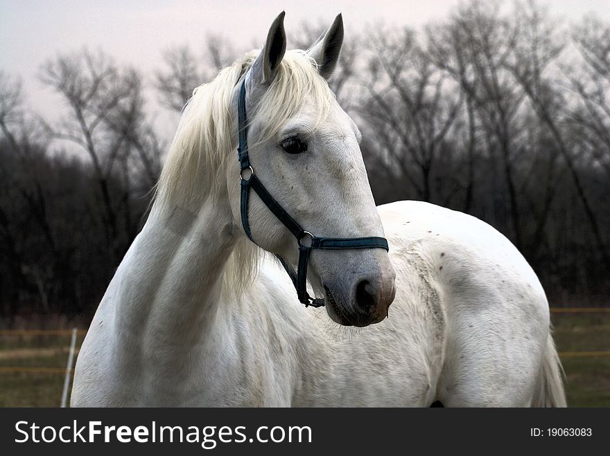 White Horse