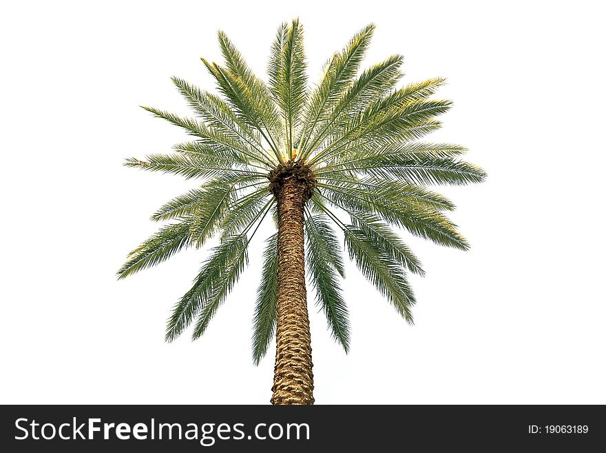 Palm tree crone isolated on the white background