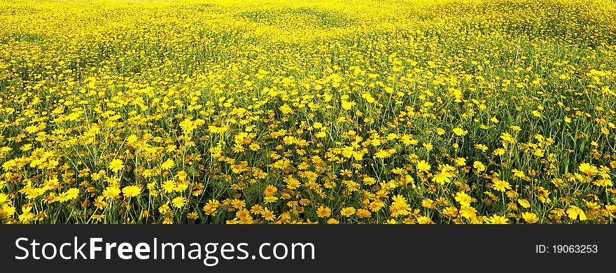 Spring blossom of yellow daisies in Israel