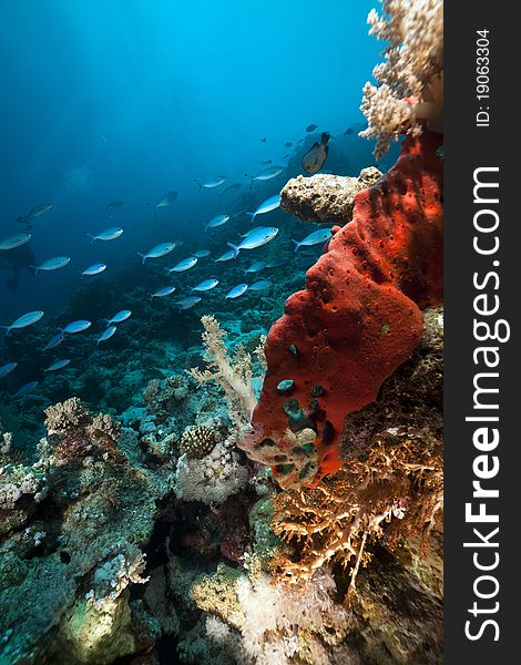 Underwater scenery in the Red Sea.