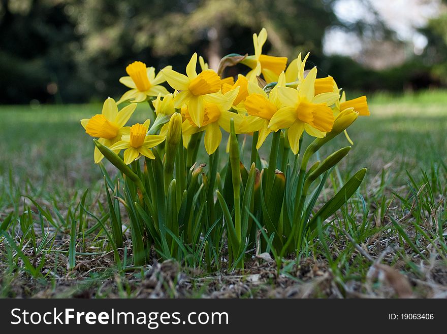 Yellow spring flowers on the garden.