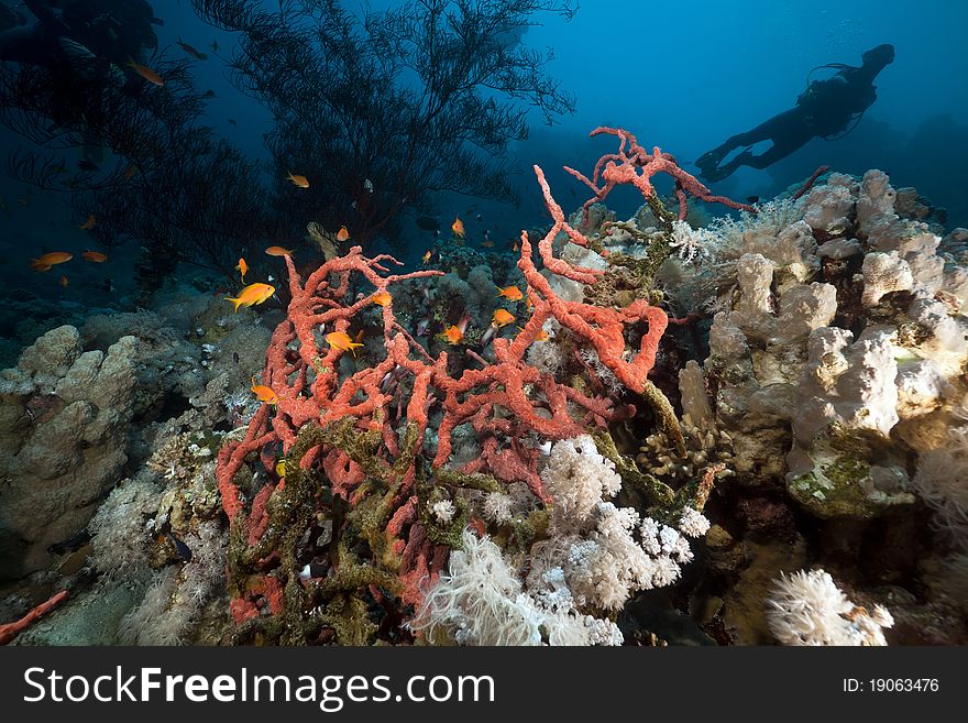 Toxic Finger Sponge And A Diver In The Red Sea.