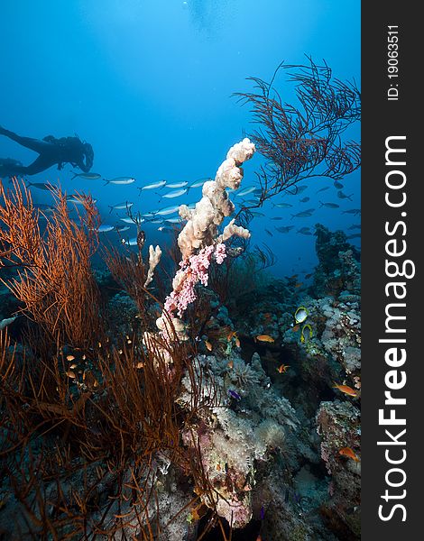 Underwater scenery and a diver in the Red Sea.