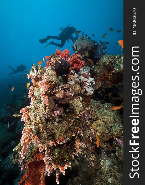 Underwater scenery and a diver in the Red Sea.