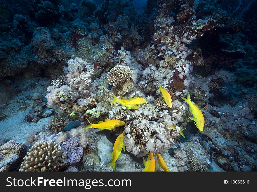 Yellowsaddle goatfish and underwater scenery in the Red Sea. Yellowsaddle goatfish and underwater scenery in the Red Sea