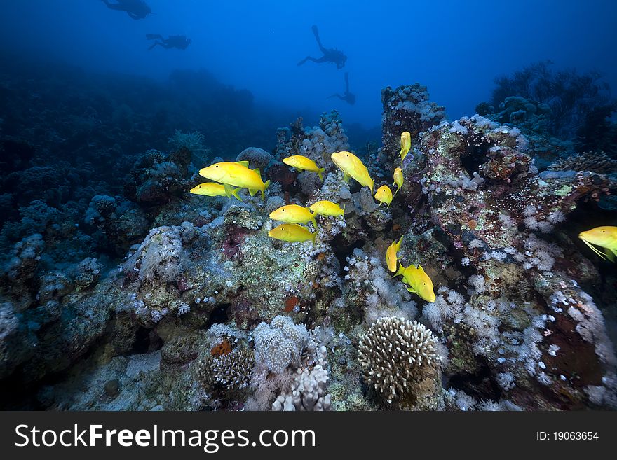Yellowsaddle goatfish and underwater scenery in the Red Sea. Yellowsaddle goatfish and underwater scenery in the Red Sea