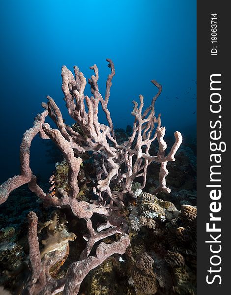 Underwater Scenery In The Red Sea.