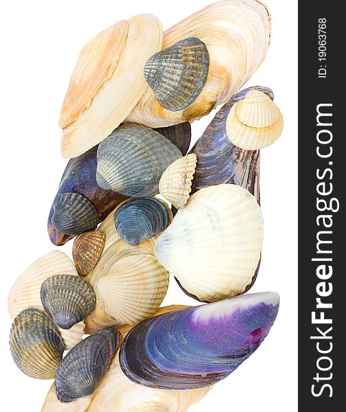 Close-up seashells, isolated on white