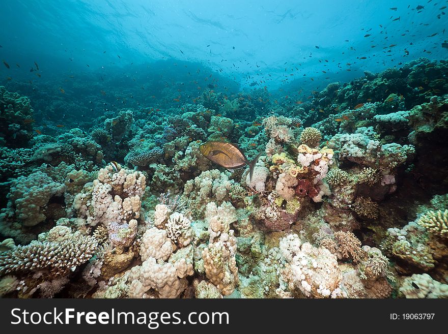 Underwater Scenery In The Red Sea.