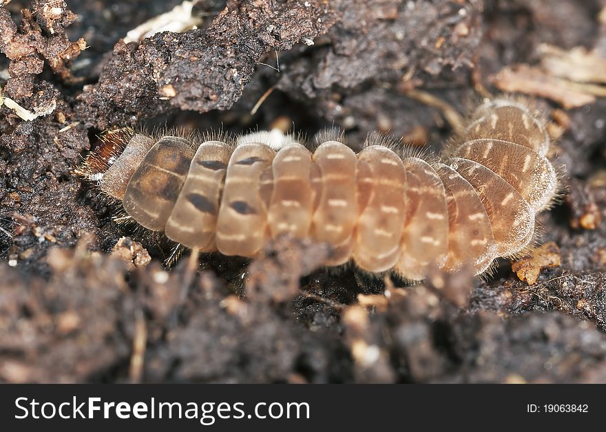 Brown larvae, extreme close up