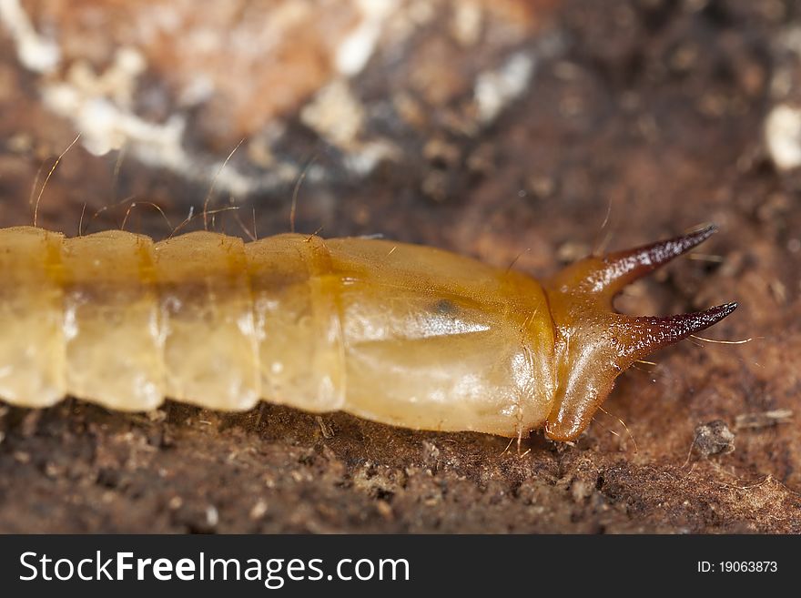 Cardinal beetle larvae