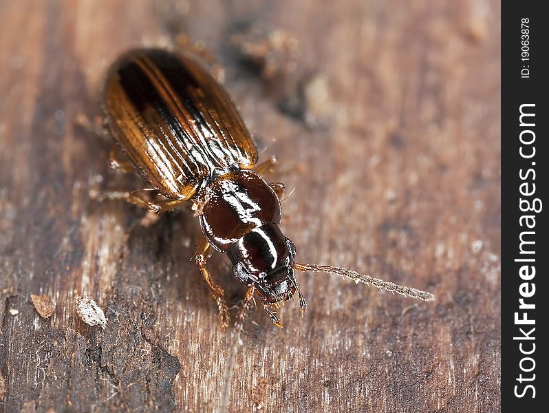 Ground beetle sitting on wood, macro photo.