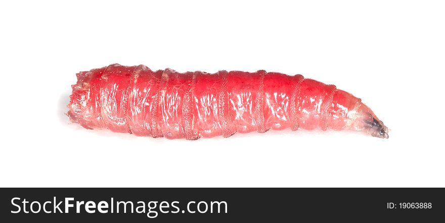 Fly larva used for fishing