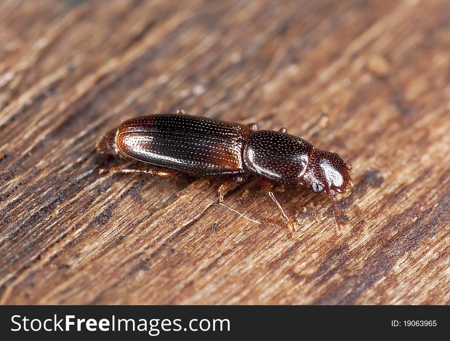 Wood living beetle sitting on wood, extreme close up