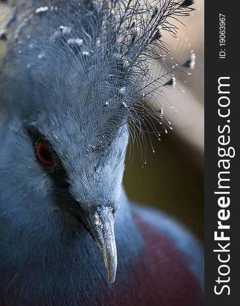 Close up portrait of a Victoria Crowned Pigeon, indigenous to Papua New Guinea