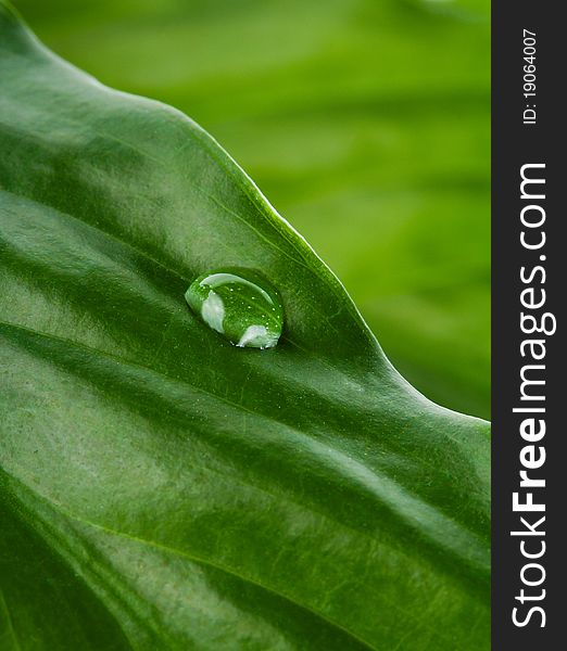 Green leaf with water drop, macro shot