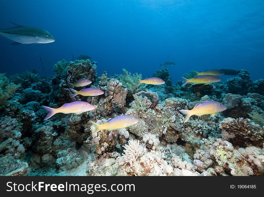 Goatfish and trevally the Red Sea.