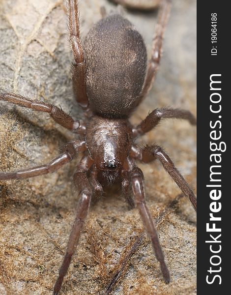 Stealthy ground spider (Gnaphosidae) extreme close up with high magnification