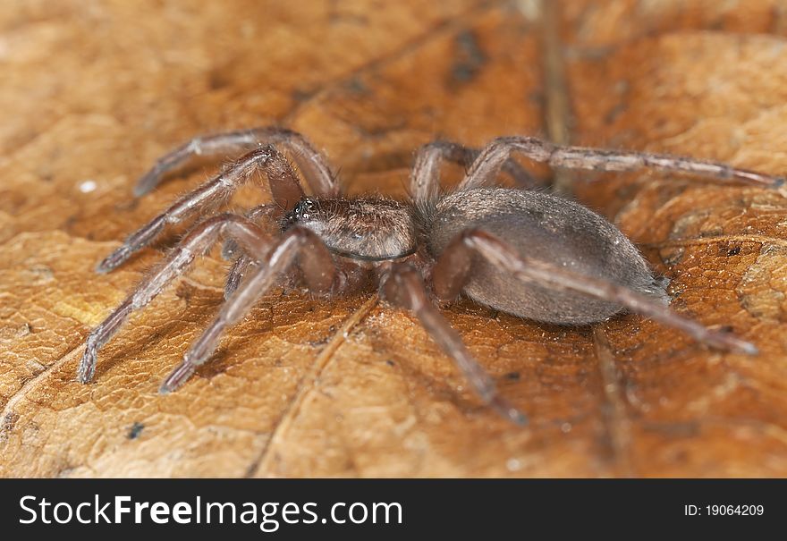 Stealthy Ground Spider (Gnaphosidae)