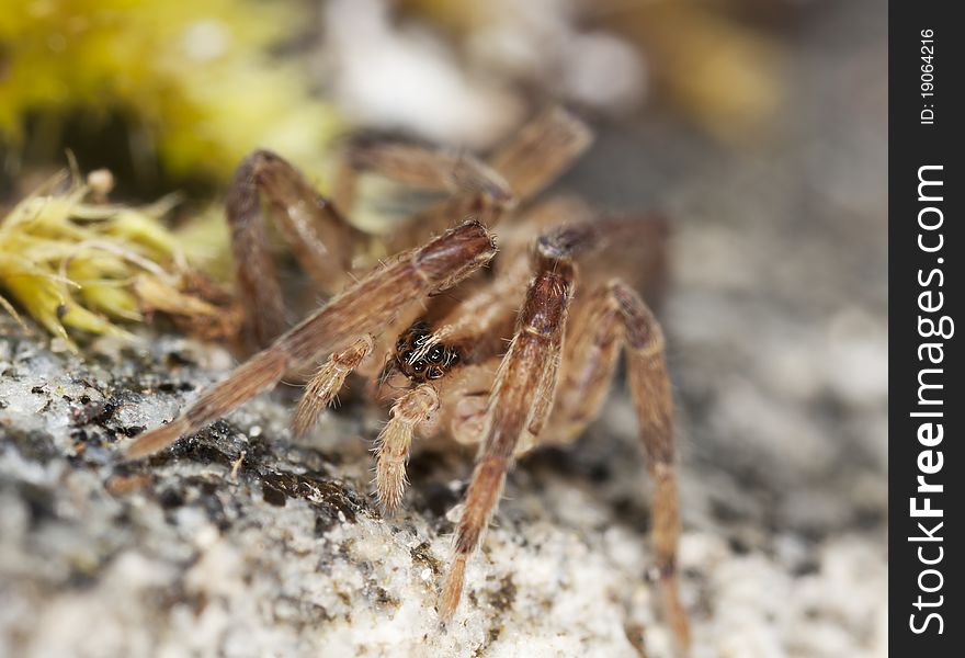 Stealthy ground spider (Gnaphosidae) extreme close up with high magnification