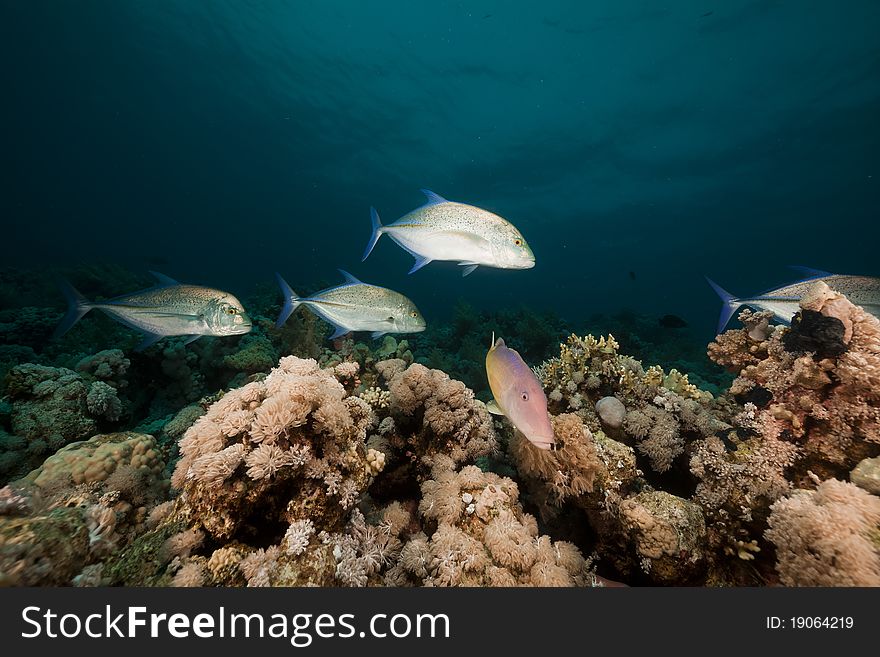 Goatfish and trevally the Red Sea.