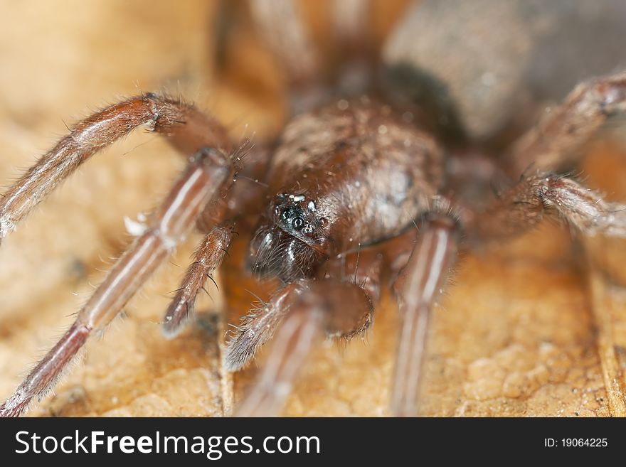 Stealthy ground spider (Gnaphosidae) extreme close up with high magnification