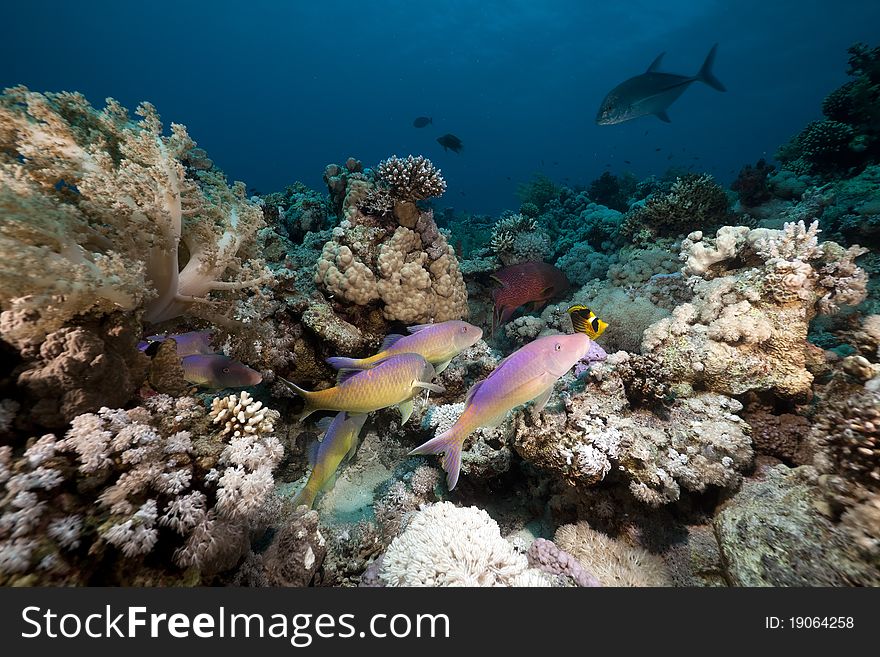 Goatfish And Trevally The Red Sea.