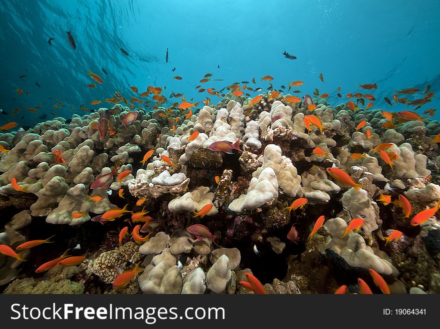 Underwater scenery in the Red Sea.
