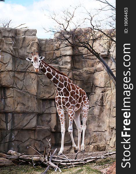 Image of a tall Giraffe taking a stroll. Photographed in Chicago Lincoln Park Zoo.
