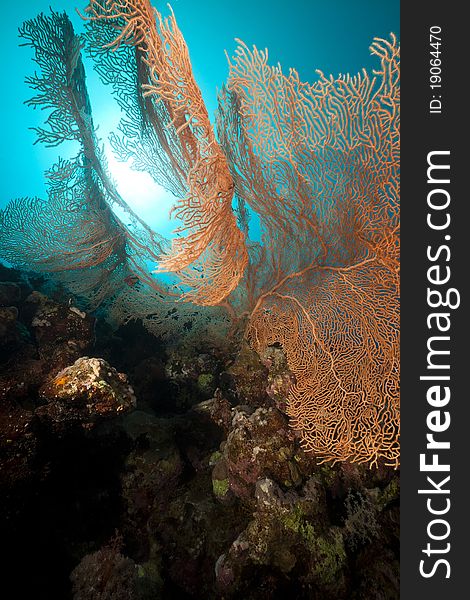 Seafan and underwater scenery in the Red Sea.