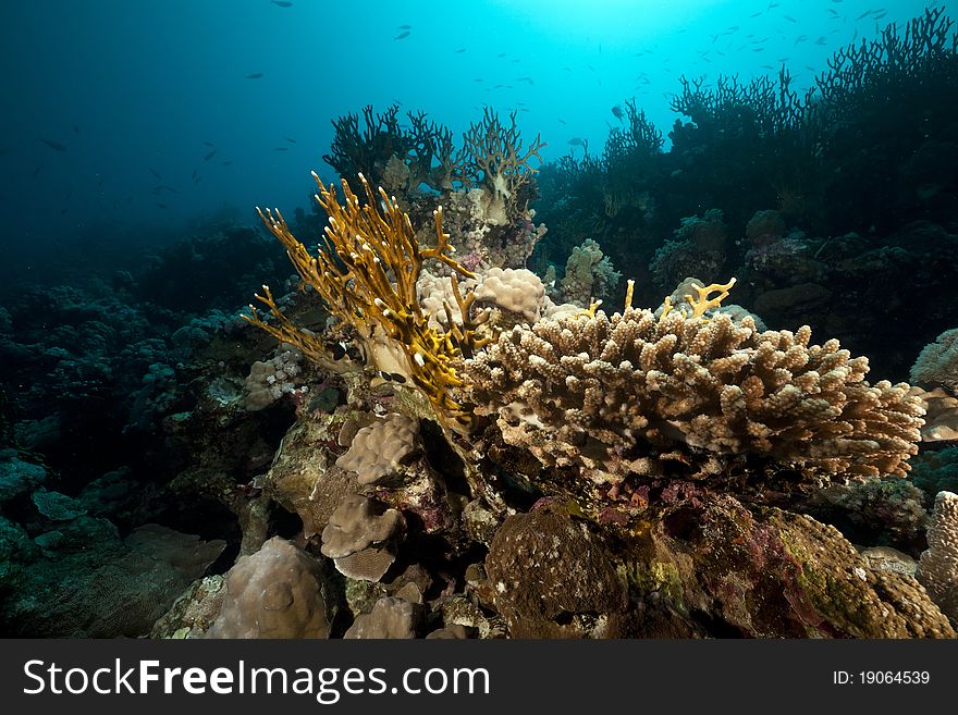 Underwater Scenery In The Red Sea.