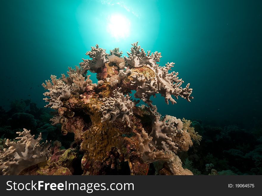 Underwater scenery in the Red Sea.