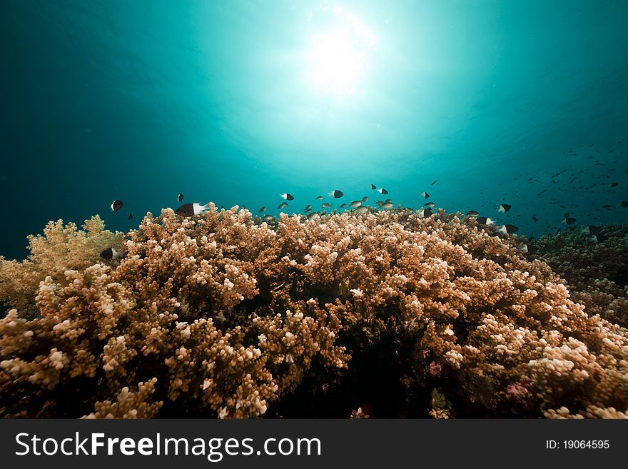 Underwater scenery in the Red Sea.