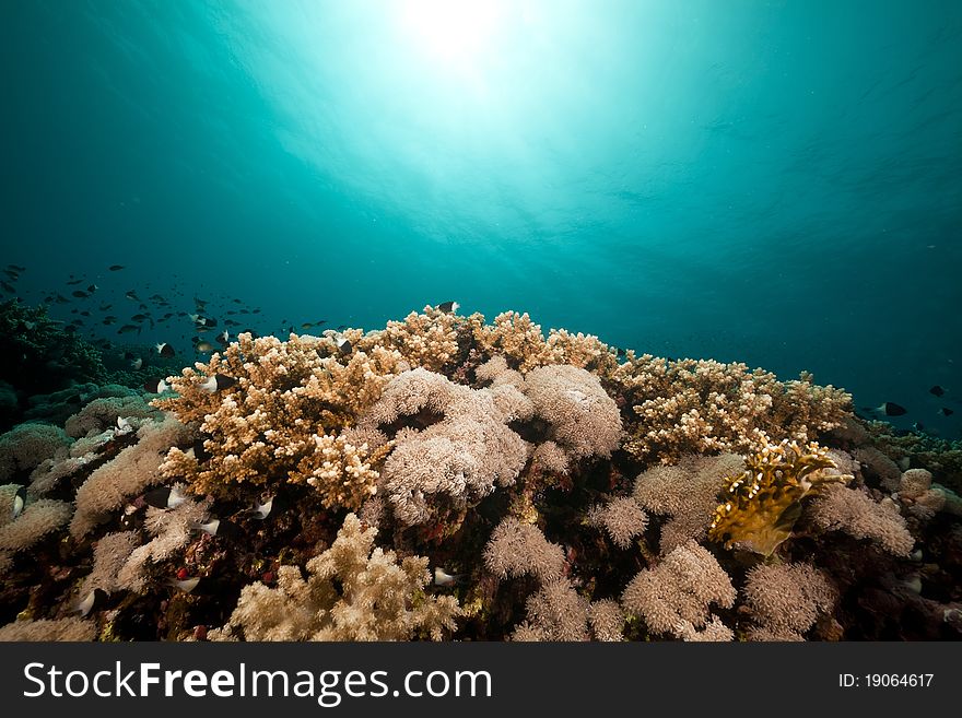 Underwater scenery in the Red Sea.